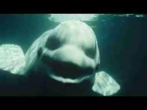 Video: Most Mysterious & Unexplained Sea Creatures